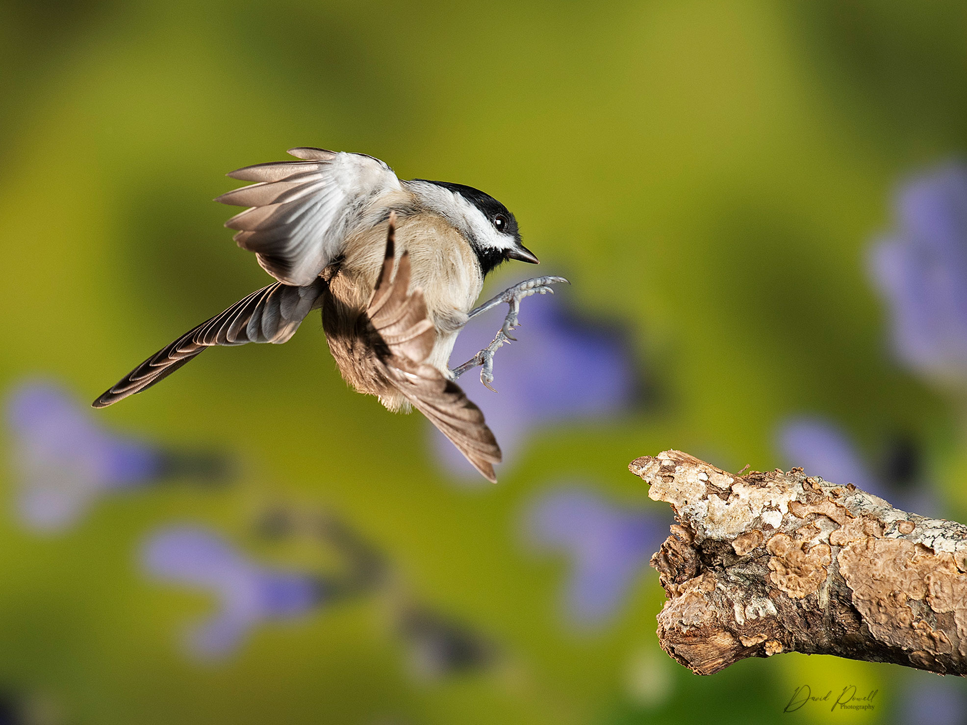 Photograph Birds in Flight with Sabre