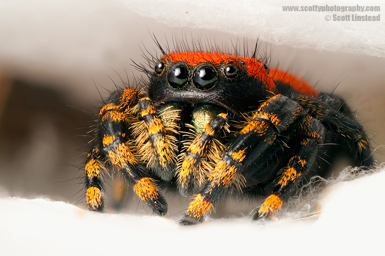 Stacking Live Arachnids