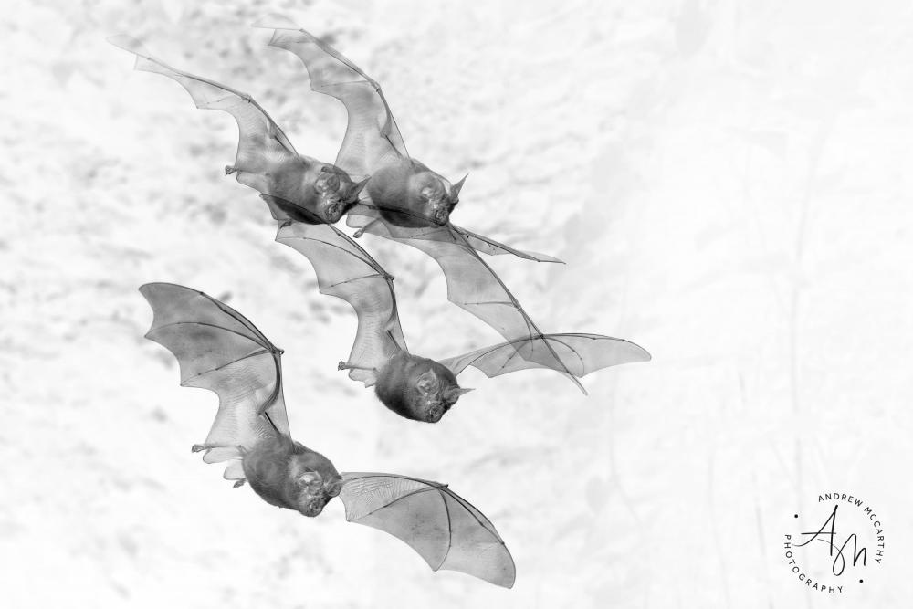 Photograph Bats in Flight with Sabre