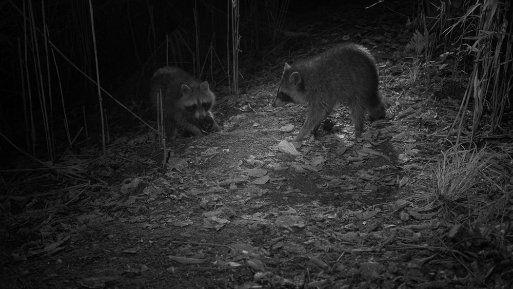 Axel Gebauer IR Raccoon 4k Frame Grab