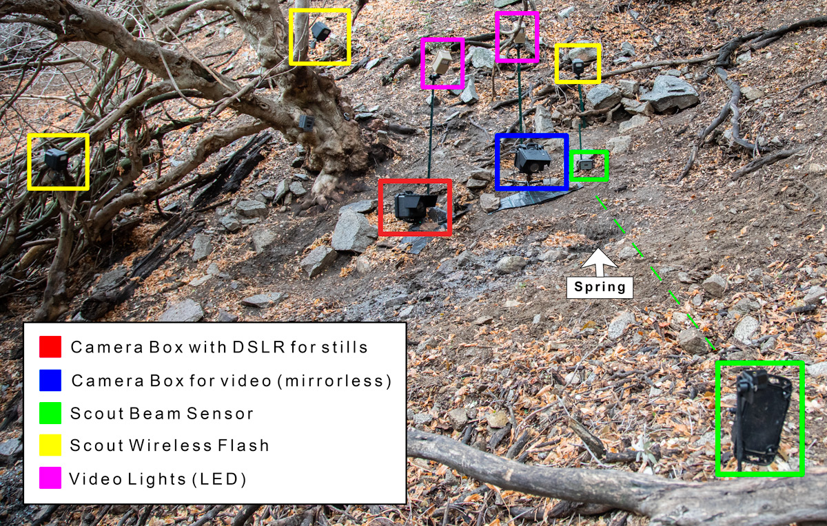 Camera trap with flash and video lights