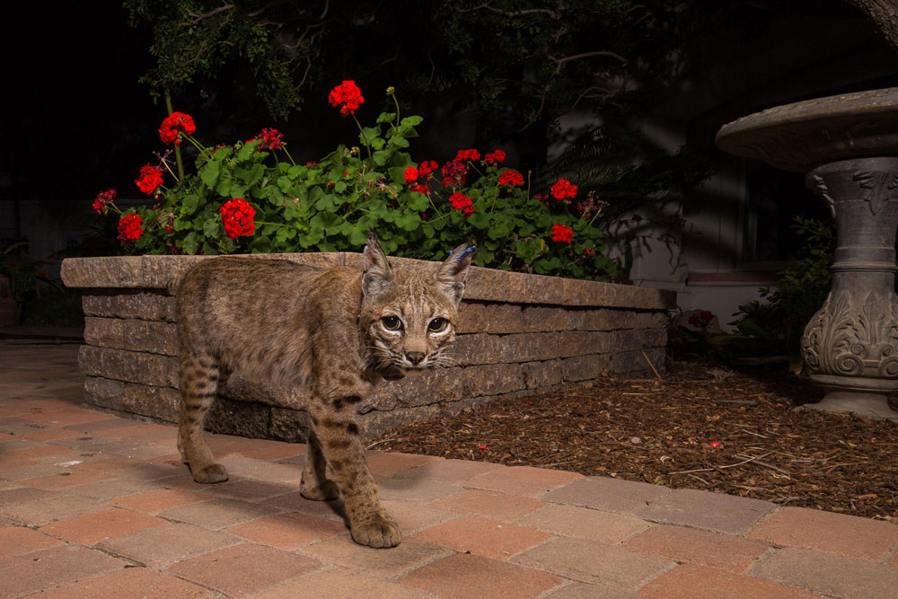 Tagged Backyard Bobcat