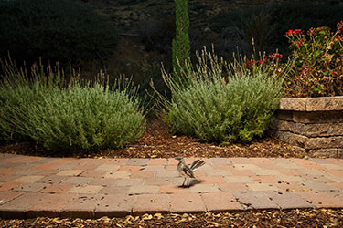 Backyard RoadRunner