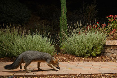 Backyard Fox