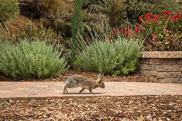 Backyard Rabbit