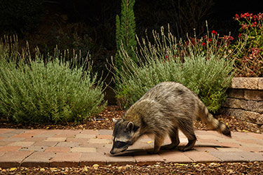 Backyard Raccoon