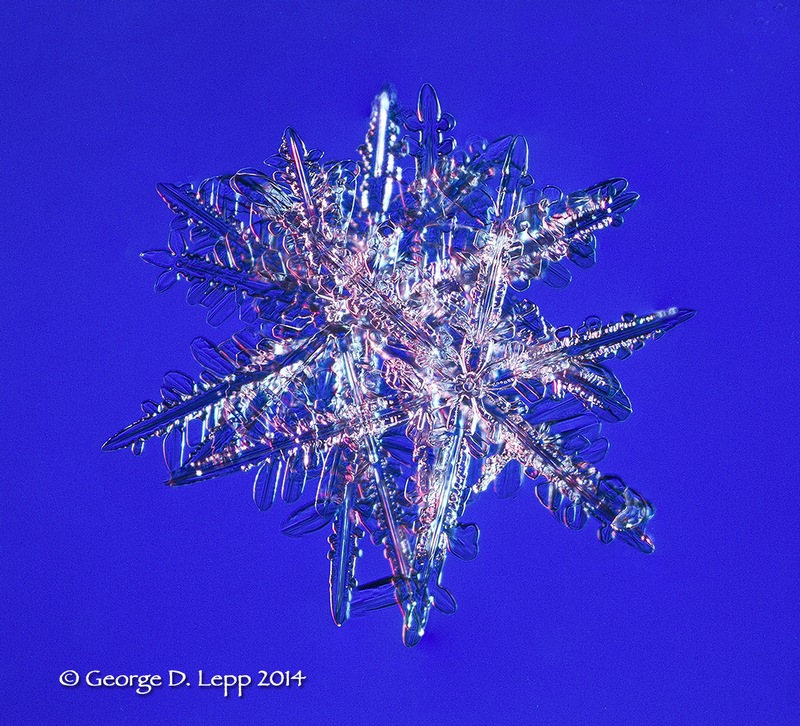 Focus Stacked Snowflake