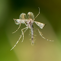 Insect in Flight - Fuzzy Antennae