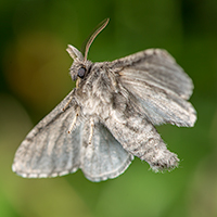 Moth in Flight