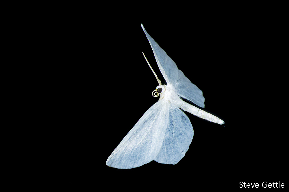 Moth in Flight by Steve Gettle