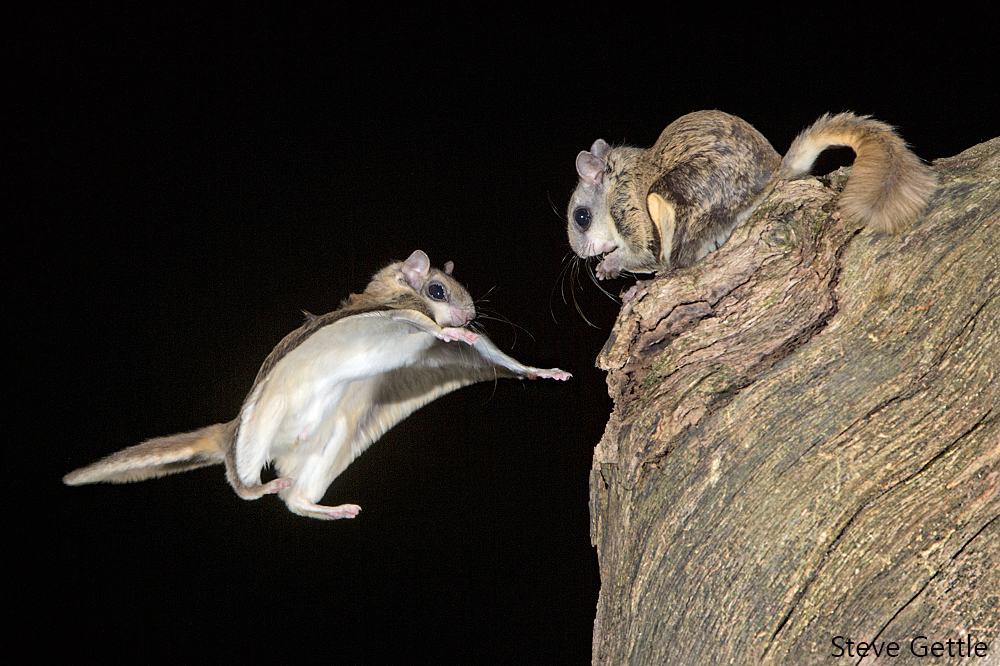 Flying Squirrel Captured in Flight
