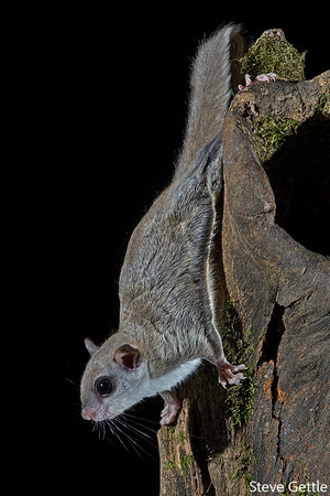 Perched Flying Squirrel