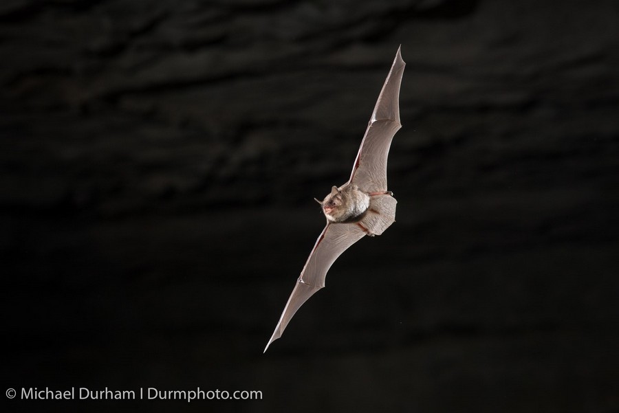 Endangered Indiana Bat