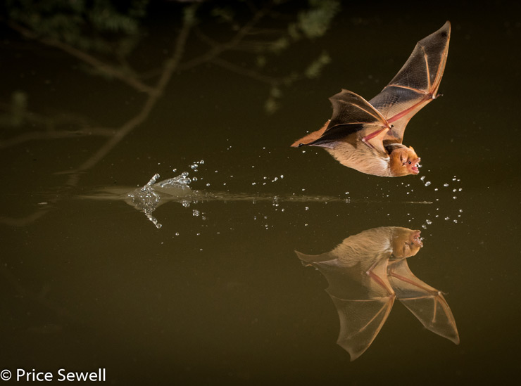 Price Sewell Photographs Drinking Bat in Flight with Sabre