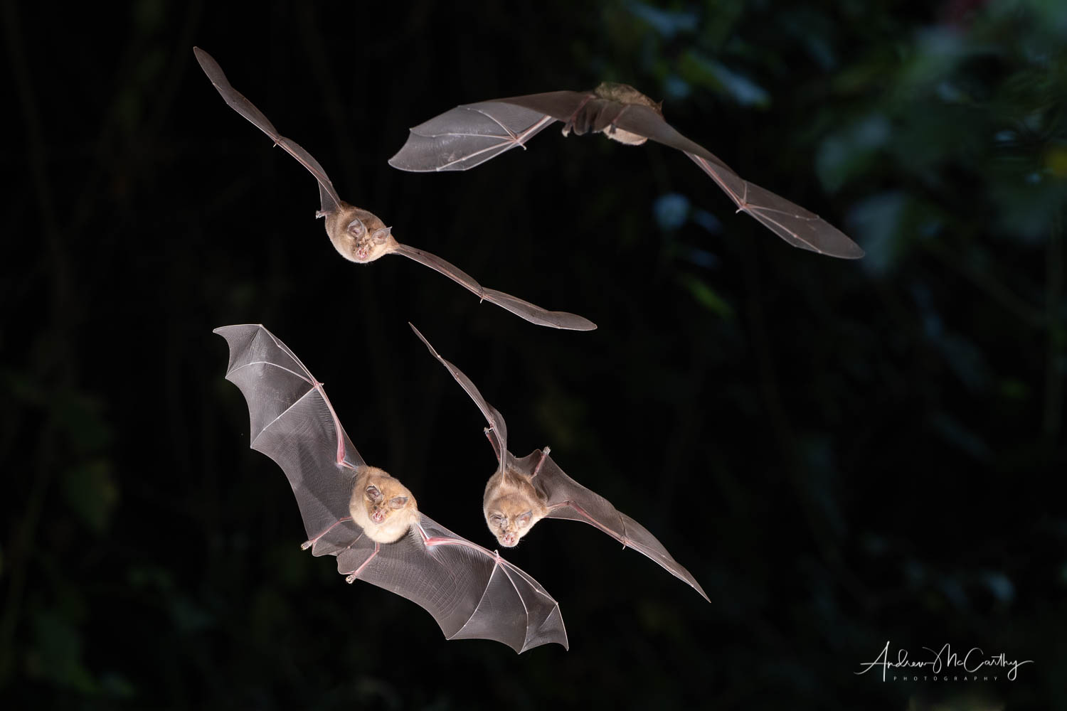 Bats in Flight - Multiple Flashes