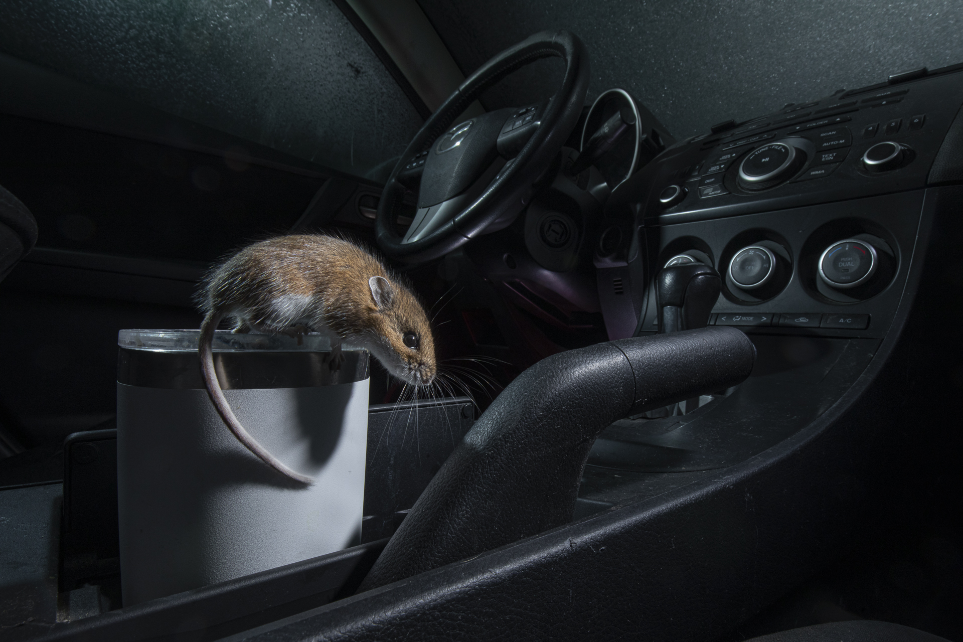 Ben Olson Mouse in Mazda