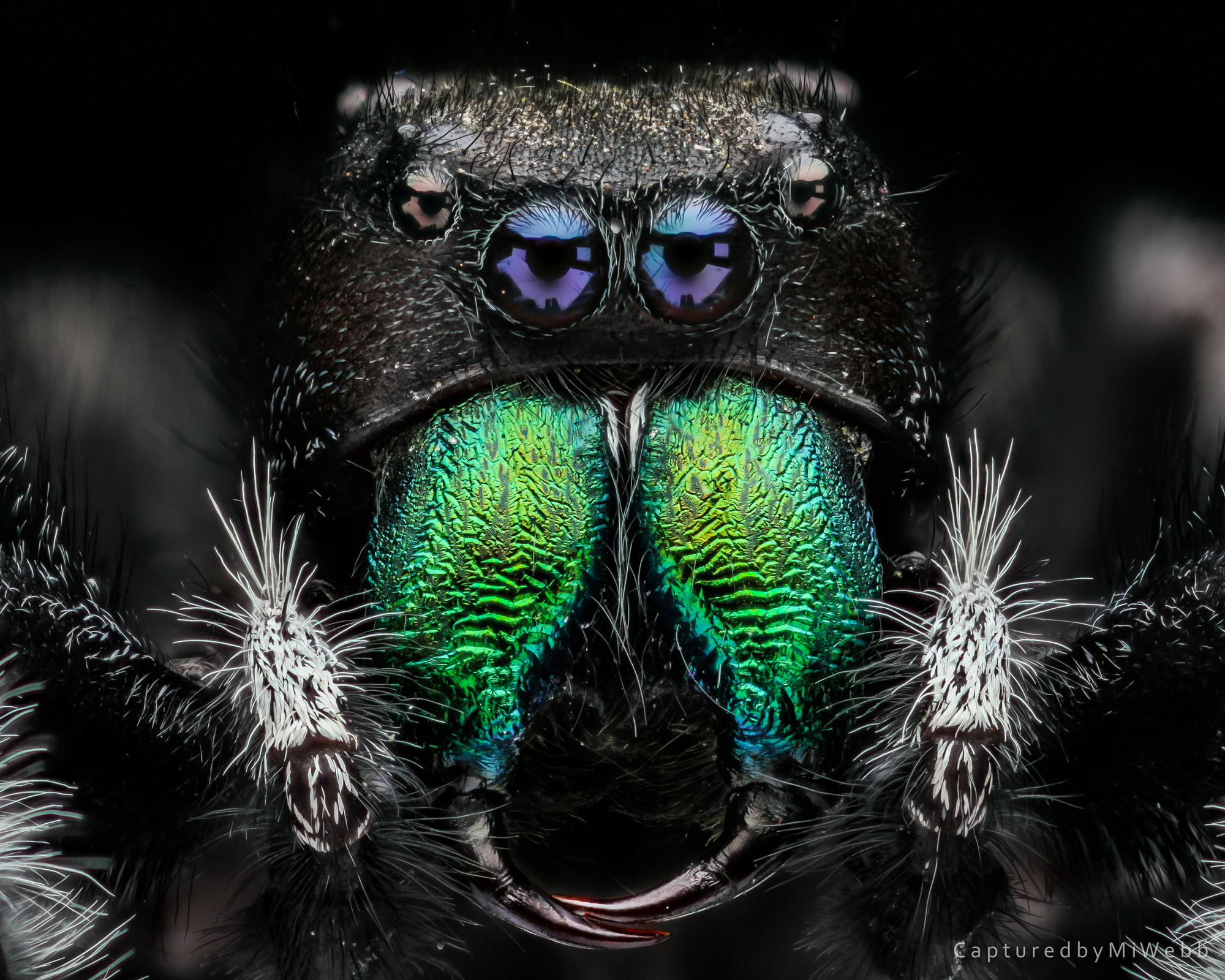 Jumping Spider Captured by Micheal Stephens