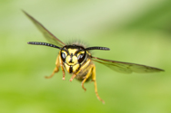 Photographing Yellow Jackets