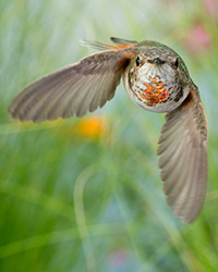 Male Allens Hummingbird - Roy Dunn