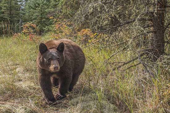 Bear Captured by Gerry Trudeau and Scout