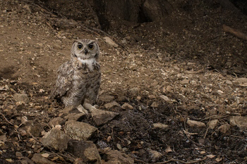 Great Horned Owl Captured with Scout Camera Trapping Setup