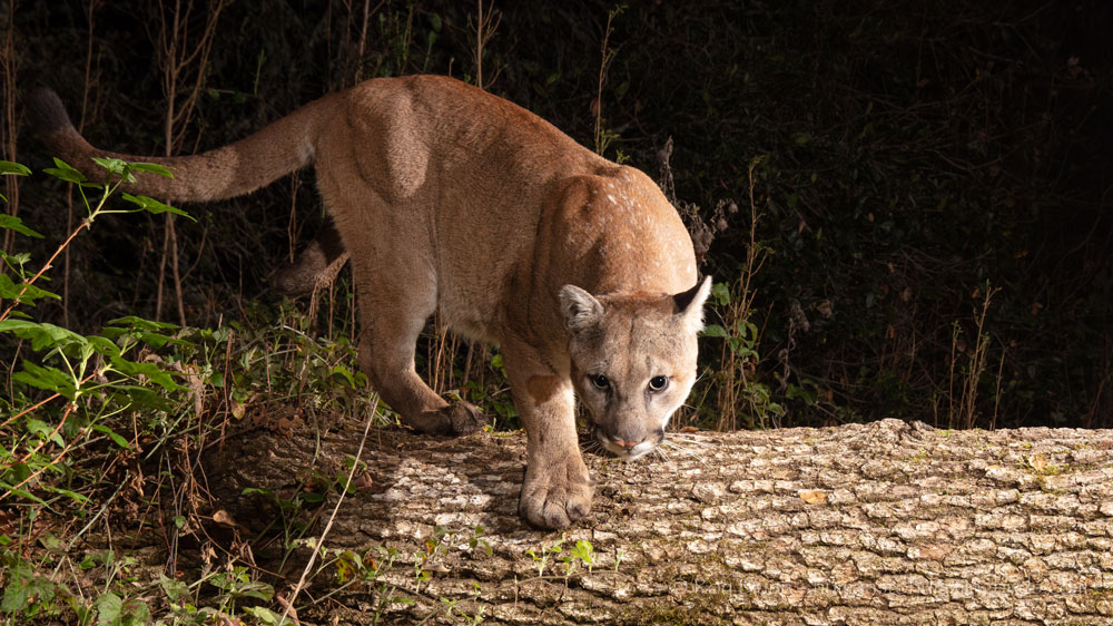 Mountain Lion captured by Roy Dunn using the Scout Camera Box