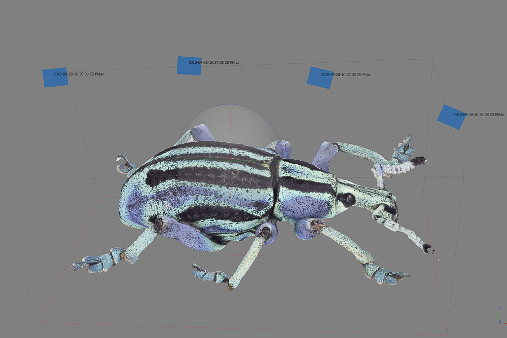 photogrammetry scan of beetle